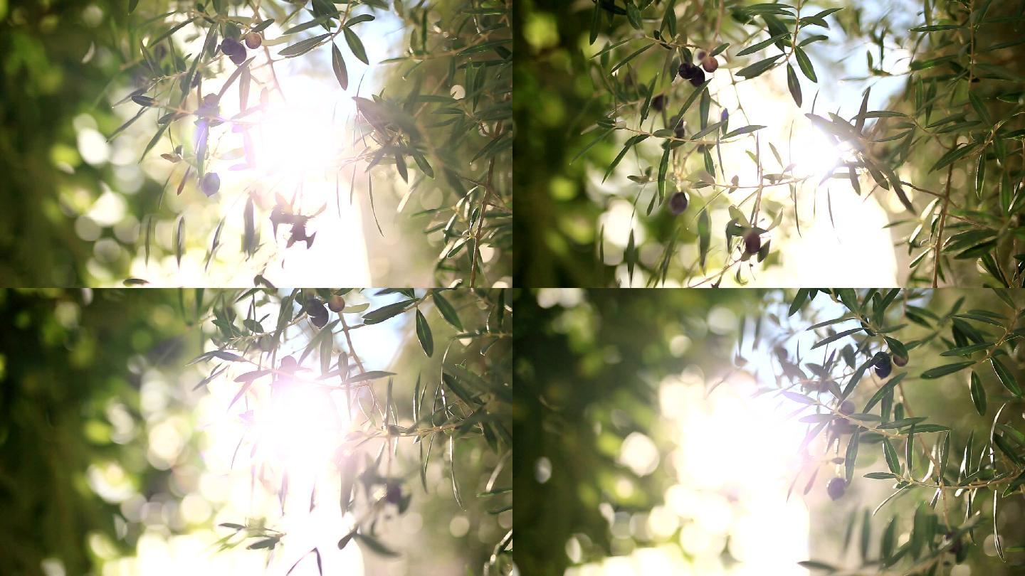 橄榄枝行的橄榄果太阳光线绿叶果实