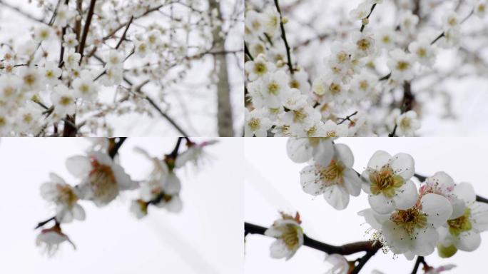 樱花 杏花 梨花