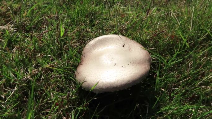 野外草地蘑菇