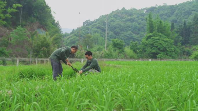 土壤采集 土壤分析 农业