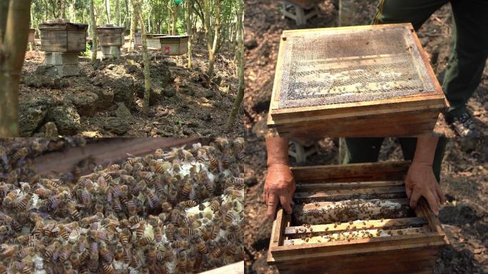 火山岩 人工养蜂 蜜蜂蜂脾