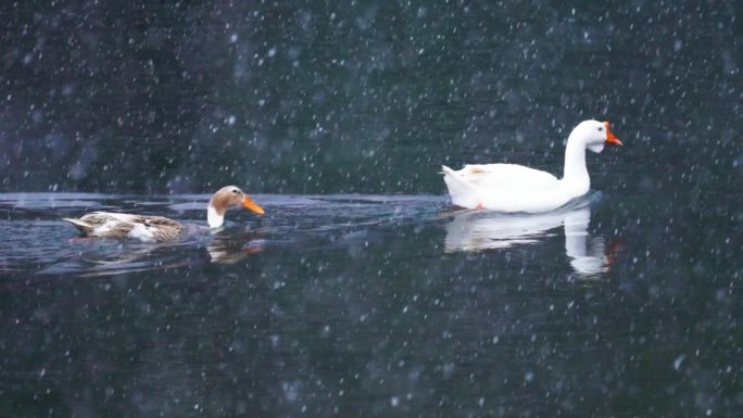 冬天戏水的天鹅