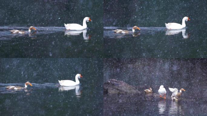 冬天戏水的天鹅