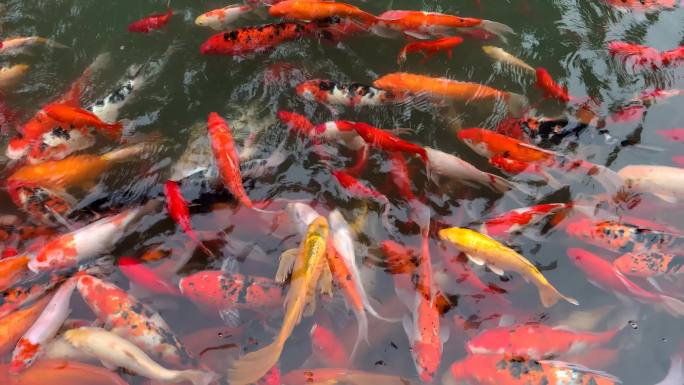 中华锦鲤鱼观赏鱼游动的鱼色彩斑斓观赏鱼