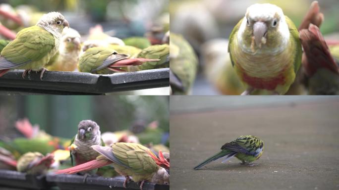 鹦鹉吃食