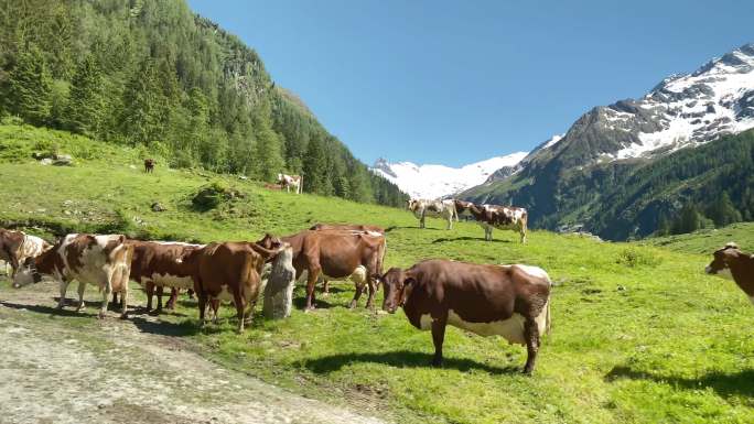山地奶牛在草地上吃草