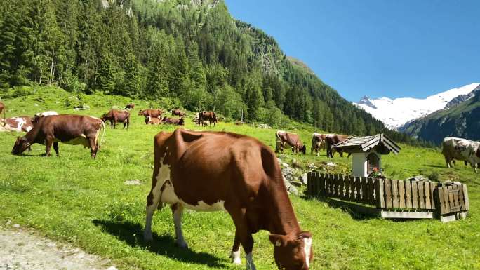 奶牛在草地上吃草雪域高原草原风光天然生态