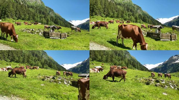 奶牛在草地上吃草雪域高原草原风光天然生态