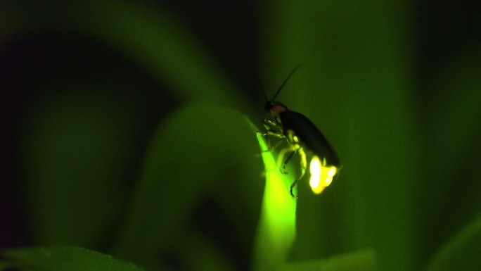 萤火虫微距一闪一闪亮晶晶动物