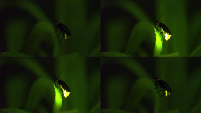 萤火虫微距一闪一闪亮晶晶动物