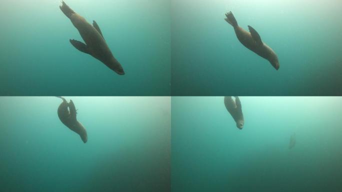 海狮在海里游泳海域海岛大海物种实拍视频