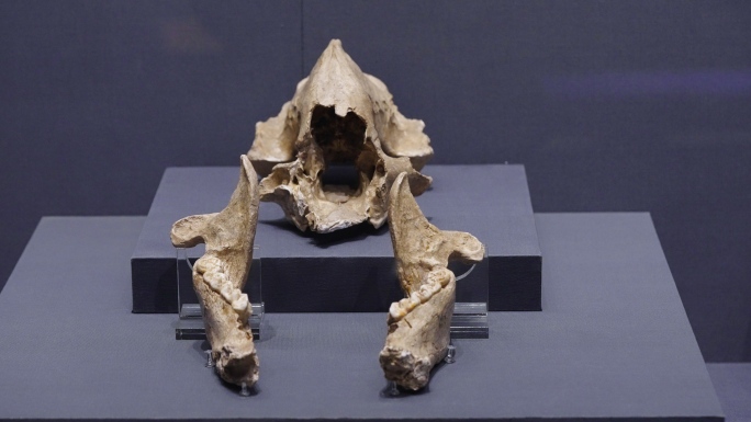 更新世中、晚期大熊猫头骨化石