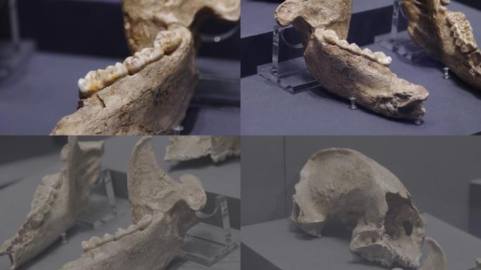 更新世中、晚期大熊猫头骨化石