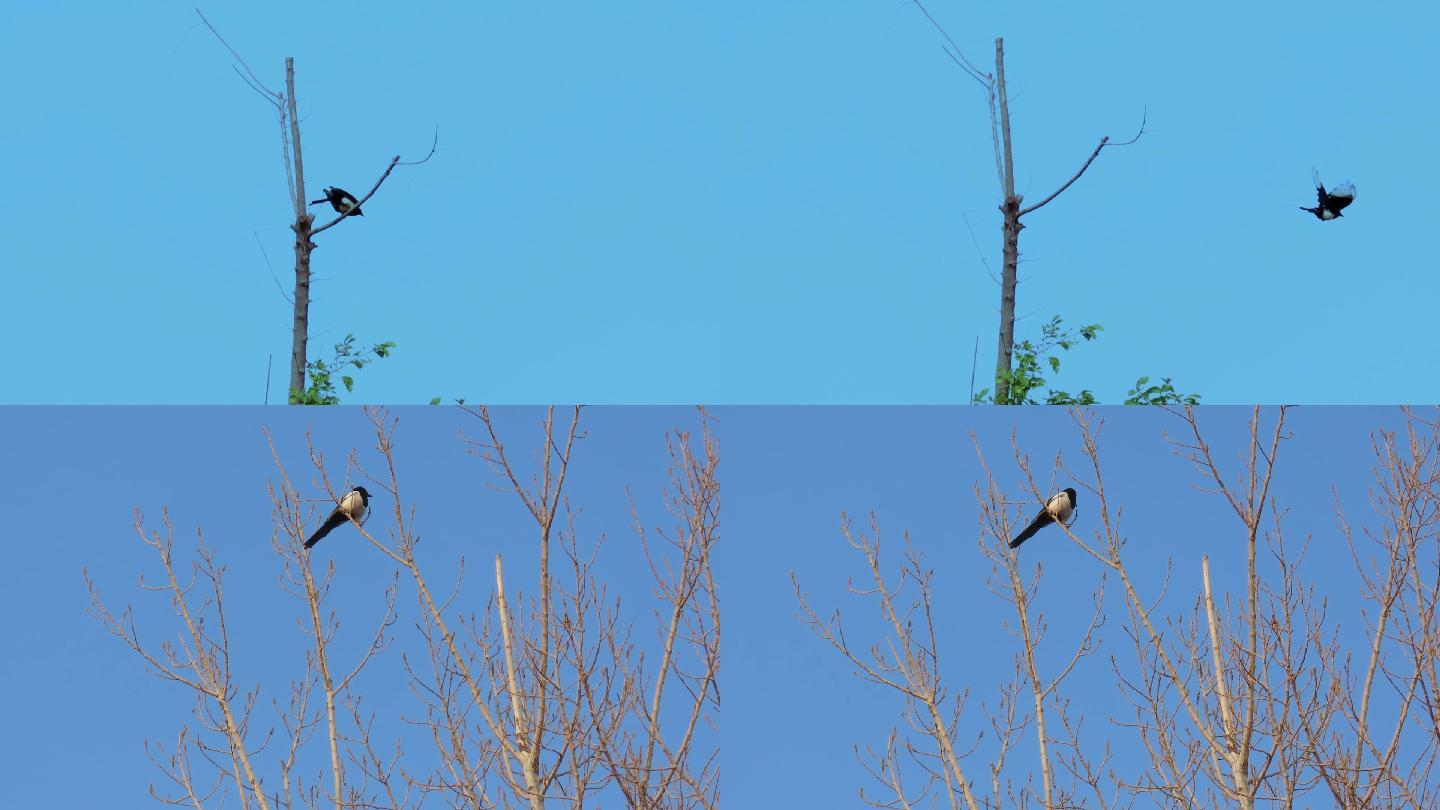 喜鹊从一棵树飞到另一棵树上