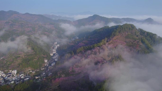 【4k无水印】卖花渔村航拍云海梅花