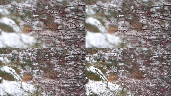 江南浙江冬天雪梅花春天积雪融化红梅雪