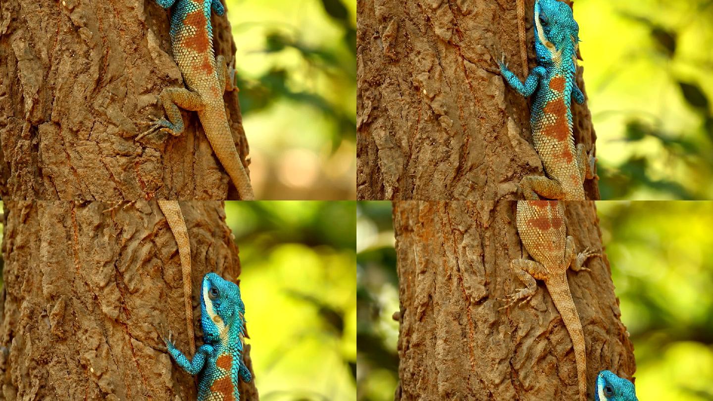 蜥蜴抓着树枝变色龙