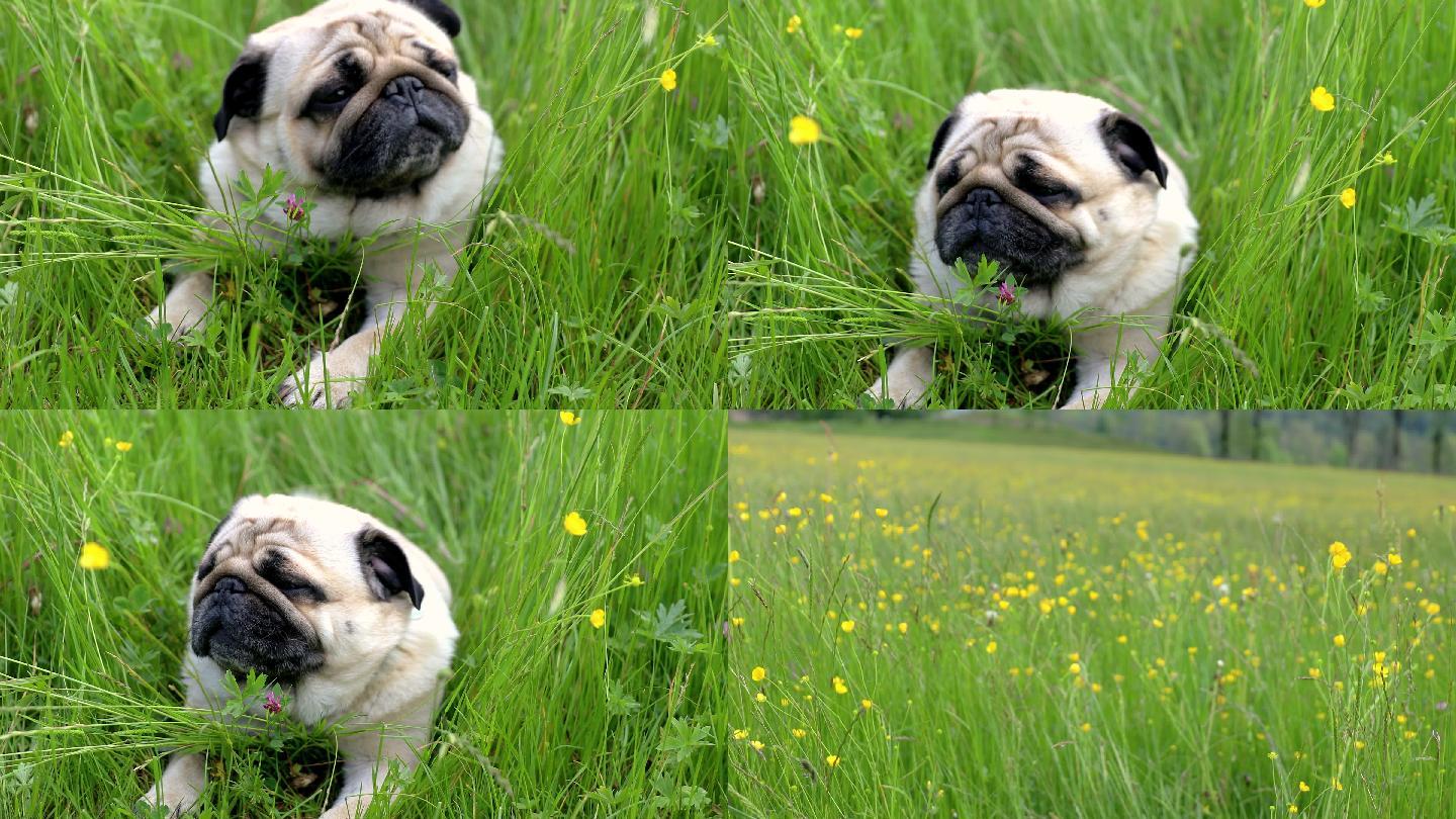 可爱美丽的小狗在鲜花盛开的草地上放松