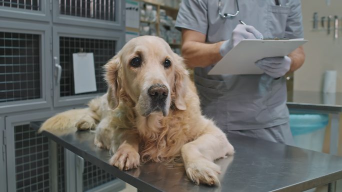 兽医诊所的金毛寻回犬