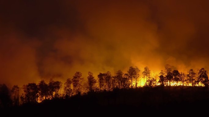 森林火灾是由人为因素引起的火灾