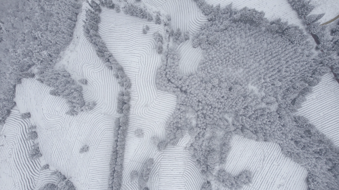 高山茶园雪景老川茶基地