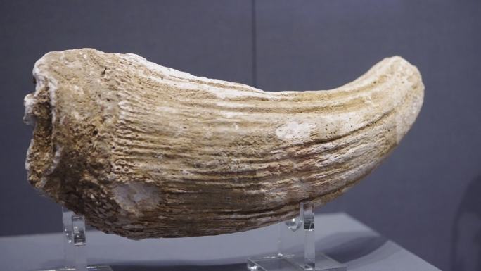 更新世中、晚期大额牛头骨化石