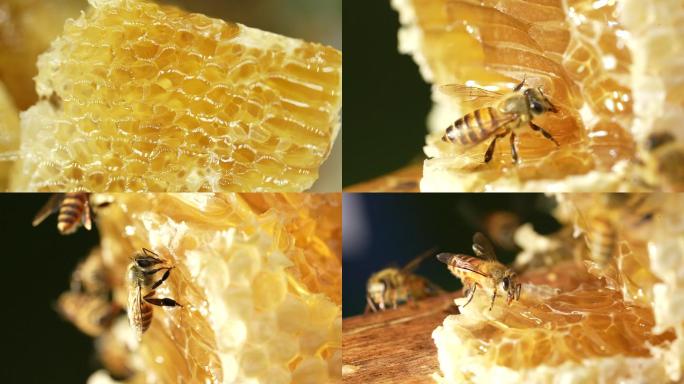 蜜蜂吃蜜