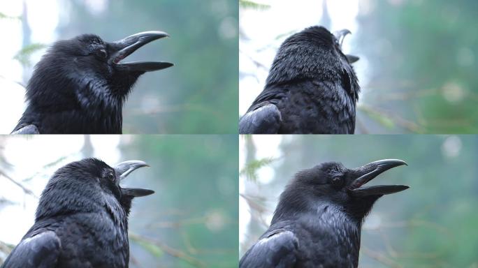 乌鸦在森林里尖叫黑色鸟不吉利原始树林自然