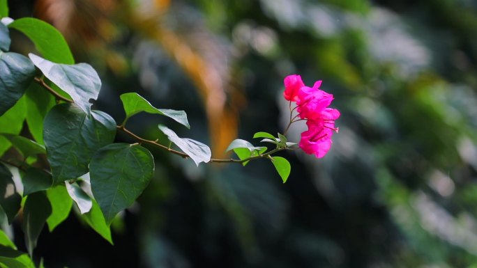 唯美各种花朵