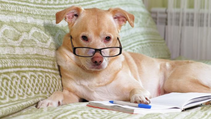 戴眼镜的狗知识学识搞笑滑稽拟人