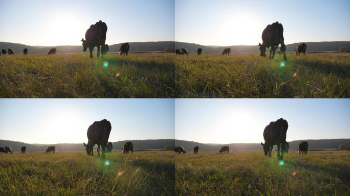 在牧场上吃草的一群牛