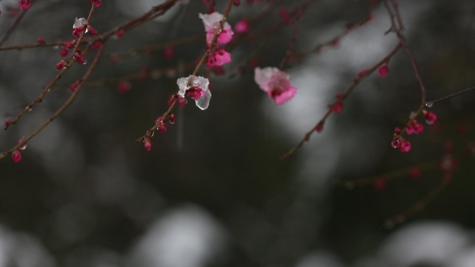 江南冬天雪梅花红梅积雪中国风