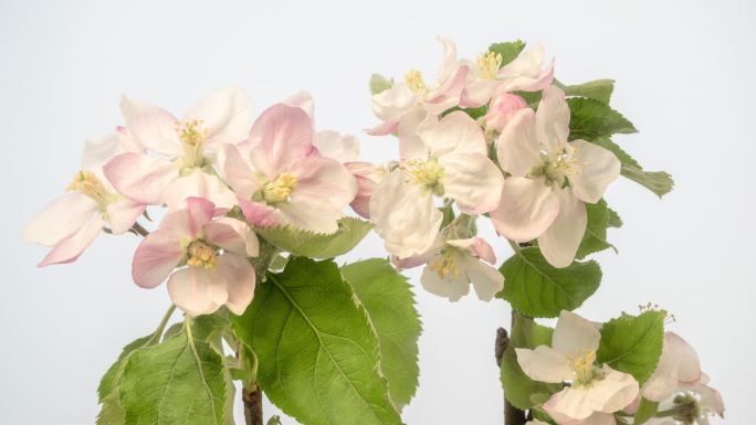苹果树开花花朵盛开绽放白花延时过程花开