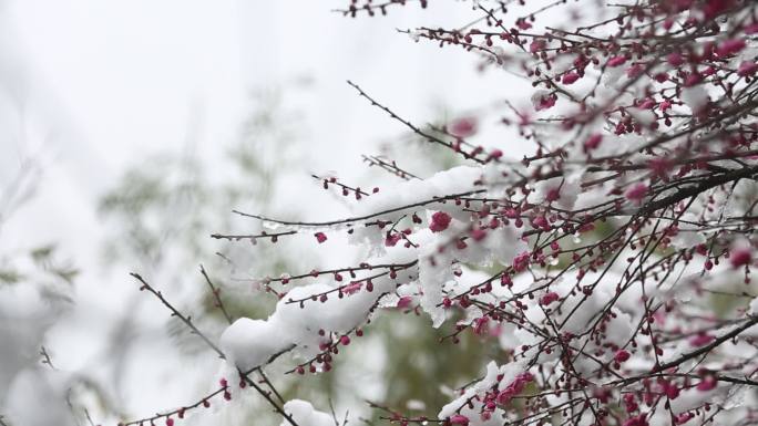 江南雪梅花梅园红梅春天积雪融化雪压枝头