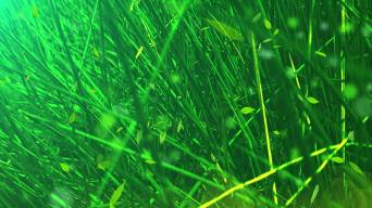 春天草丛绿叶背景循环视频素材