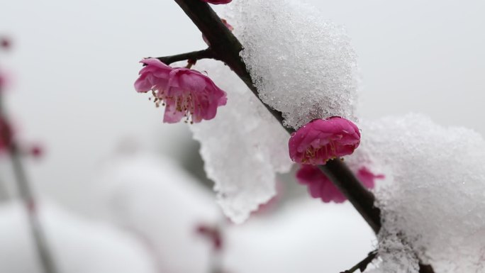 江南冬天白雪红梅梅花特写春暖花开积雪融化