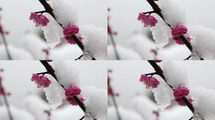 江南冬天白雪红梅梅花特写春暖花开积雪融化