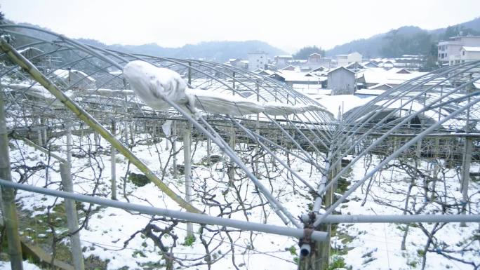 葡萄园茶园竹林