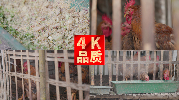 农村纯粮食喂养土鸡有活力生态健康4k实拍