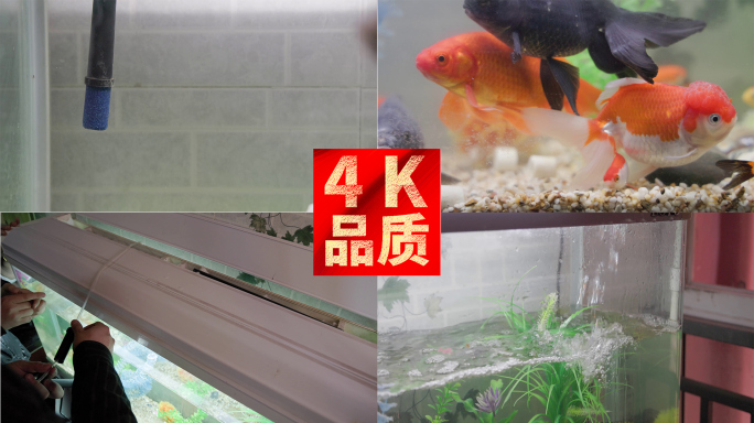 家庭新买鱼缸安装测试放金鱼具氧气4k实拍