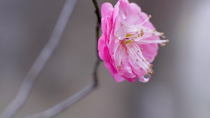 红梅花特写微距