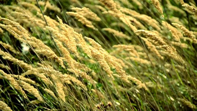 风中的野草唯美清新草丛阳光秋季秋日