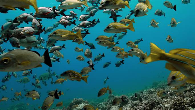 毛利鲷鱼和蓝纹鲷鱼在太平洋珊瑚礁附近游泳