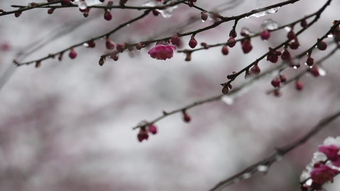 江南浙江冬天下雪梅园梅花春天红梅积雪融化