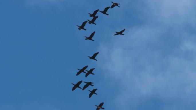野鸭的飞行自然野生动物一排大雁往南飞
