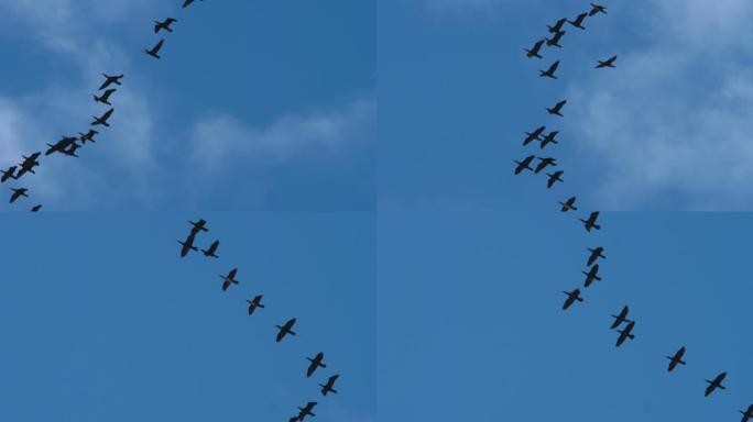 野鸭的飞行自然野生动物一排大雁往南飞
