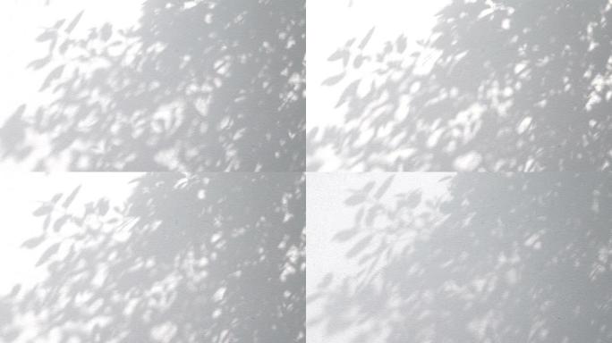 在白色墙壁上树叶的影子