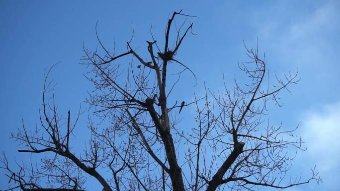 冬天枯树上的喜鹊叫4K升格