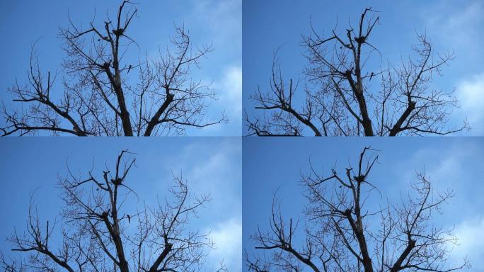 冬天枯树上的喜鹊叫4K升格