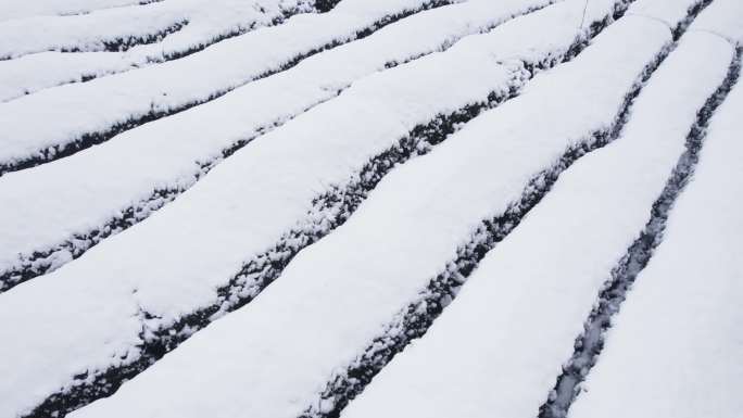 雅安高山茶园雪景